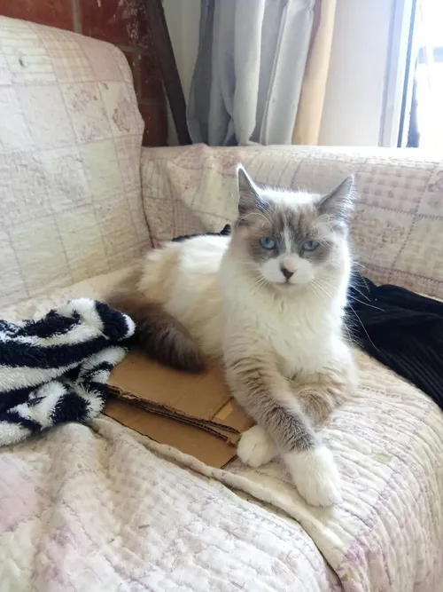 Foto 1 de Cleo