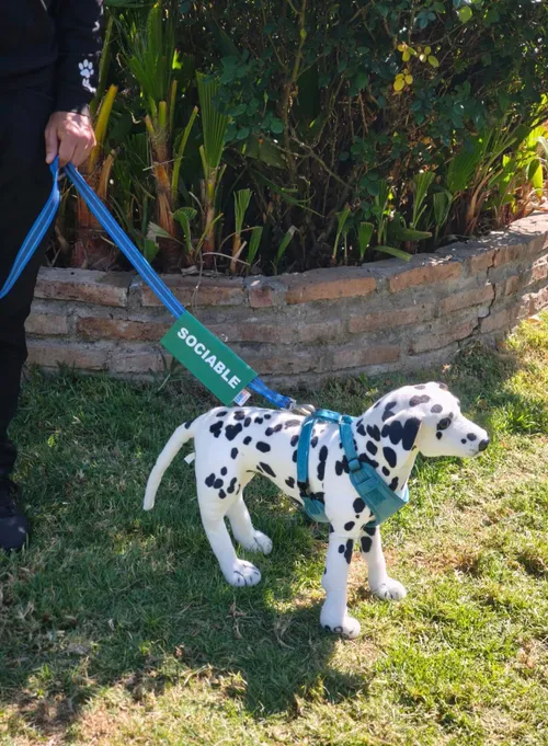 Etiqueta de paseo SOCIABLE