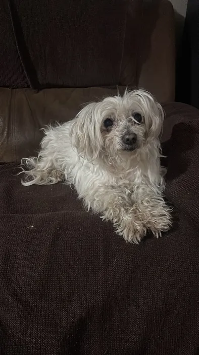 Perrita