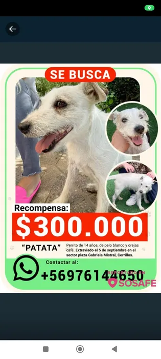 Patata
