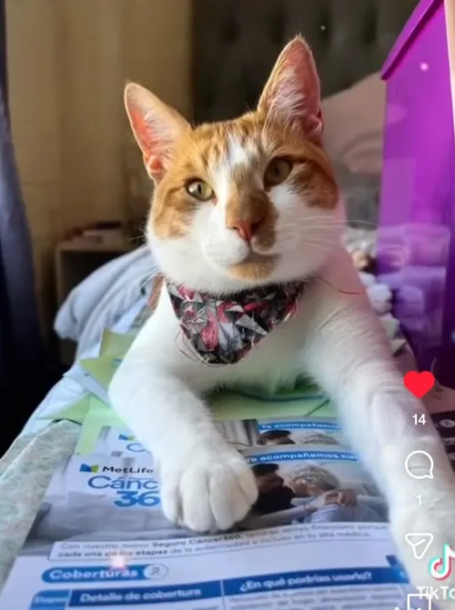 Piturro