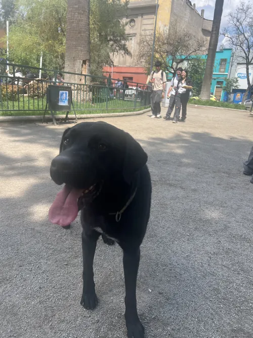 Perro perdido