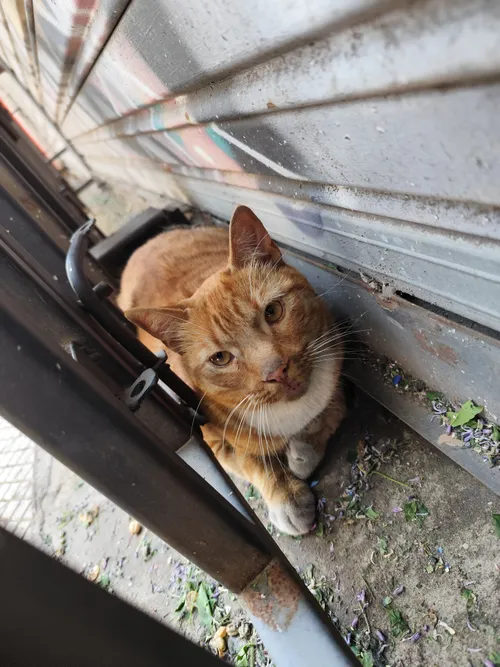 Gatito perdido