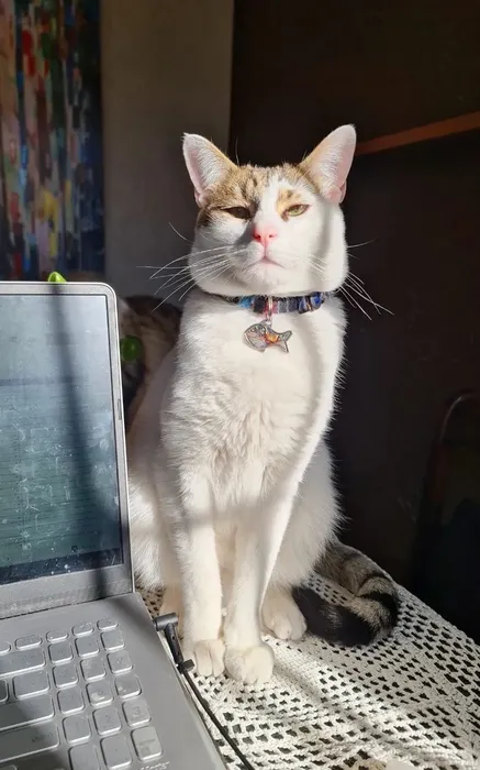Inti