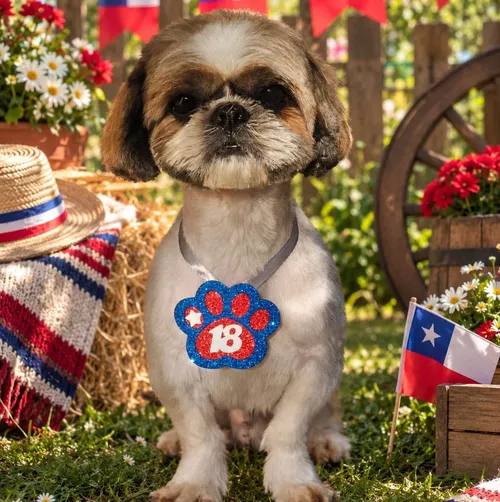 Oso