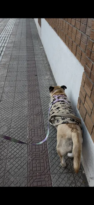 Foto del servicio