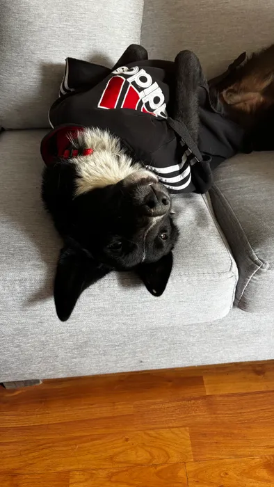 Foto del servicio