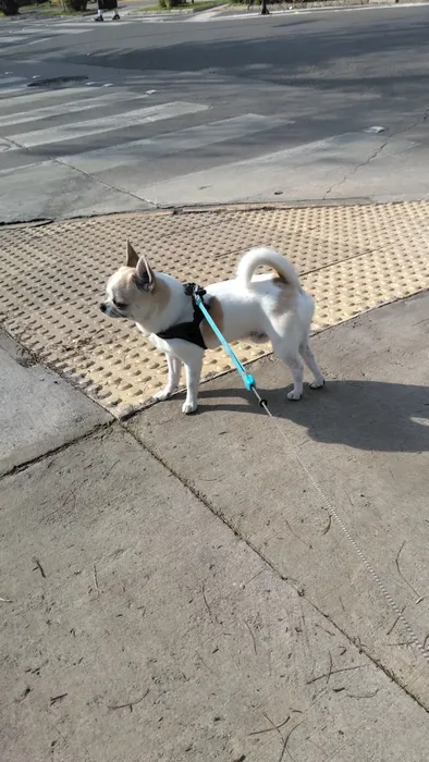 VITO