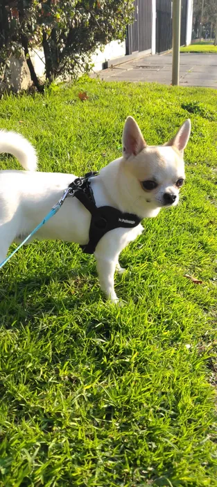 VITO