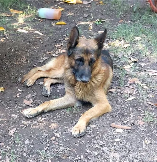 Foto 1 de Aquiles