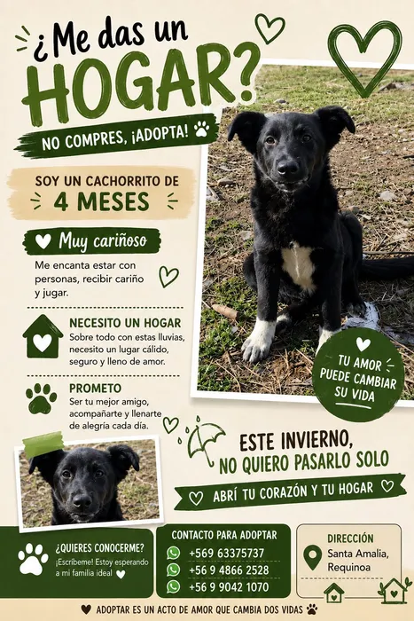 Foto 1 de Perrito