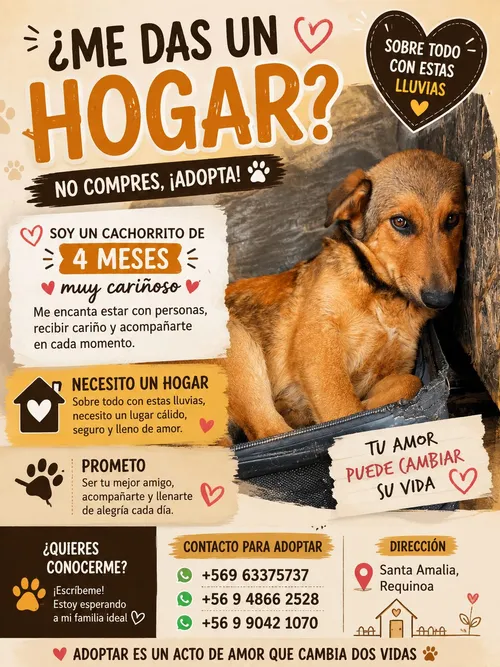 Foto 1 de Perrito