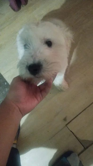 Foto 1 de Nala