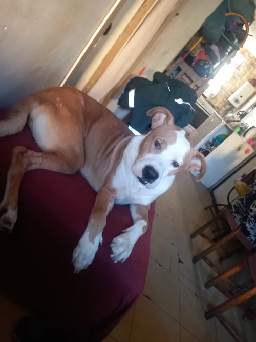 Foto 1 de Roky