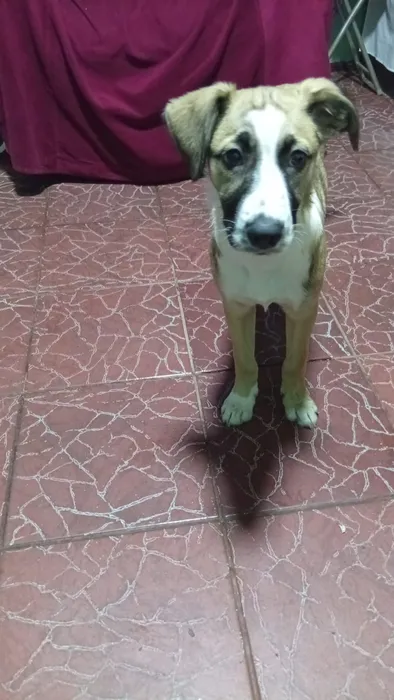 Foto 1 de Bronco