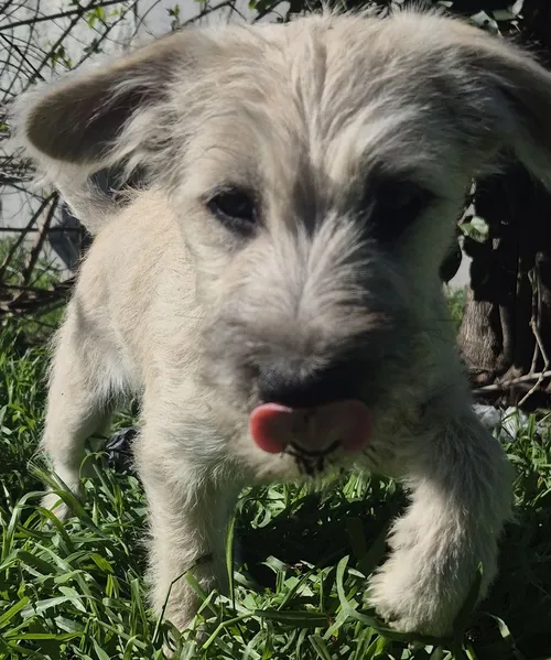 Foto 1 de Rocky