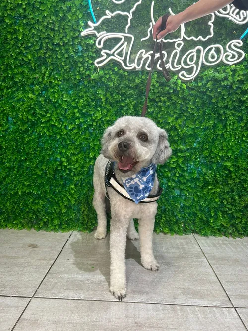 Foto 1 de Sam